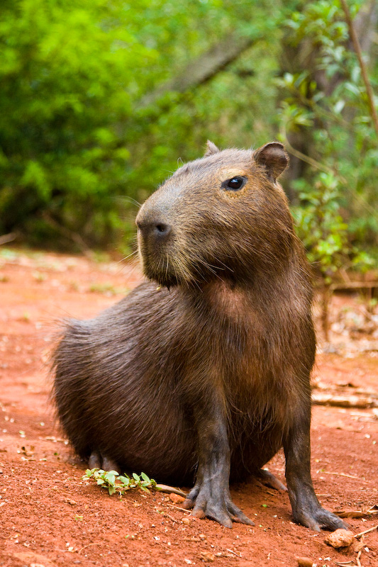 Capybara